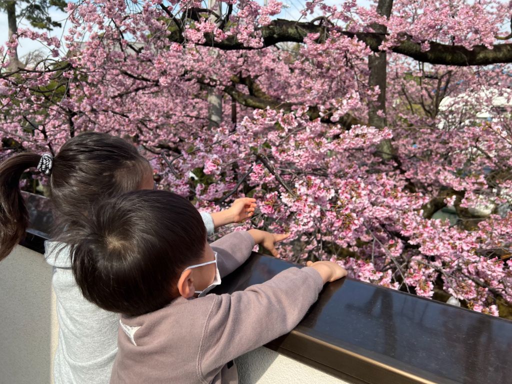 密蔵院の安行桜 - 桜と子どもたち