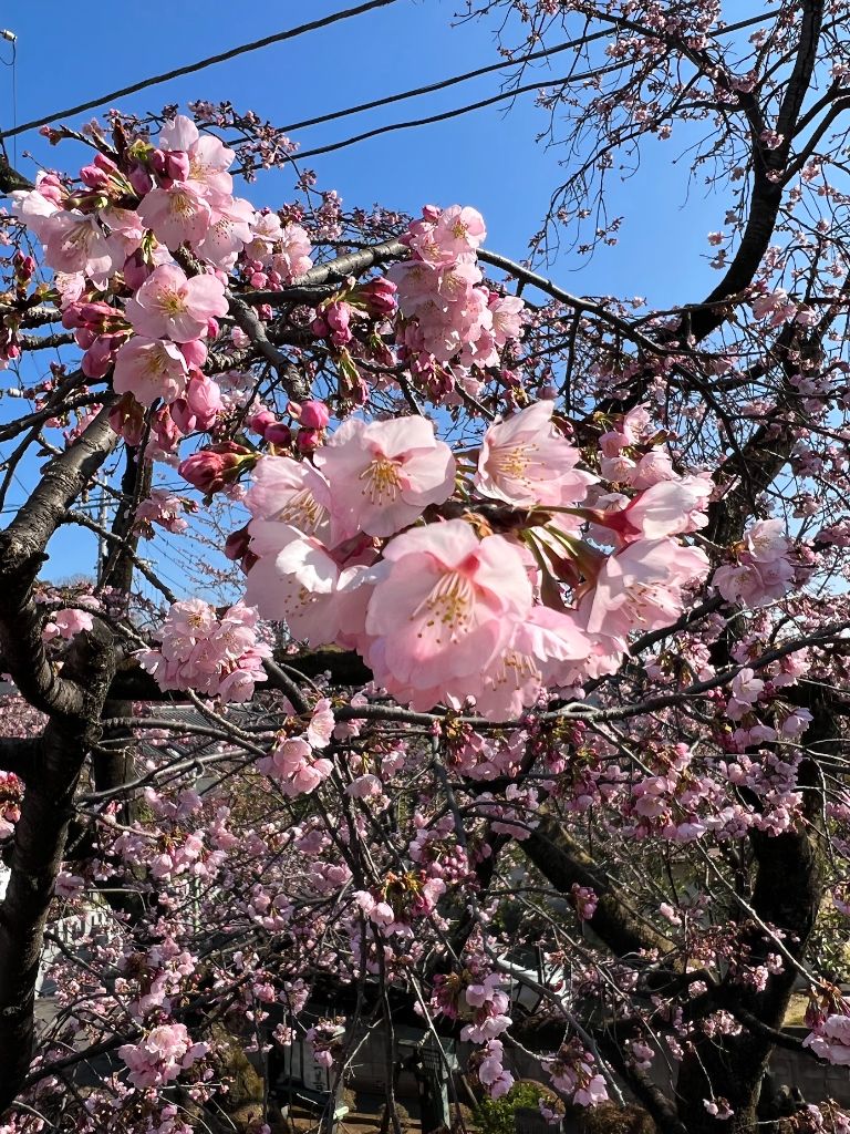 密蔵院の安行桜 - 桜のクローズアップ