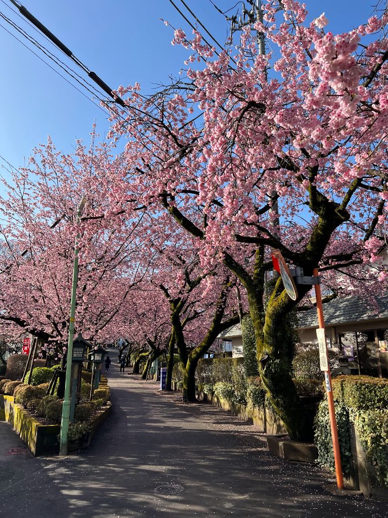 密蔵院の安行桜 - 参道の桜